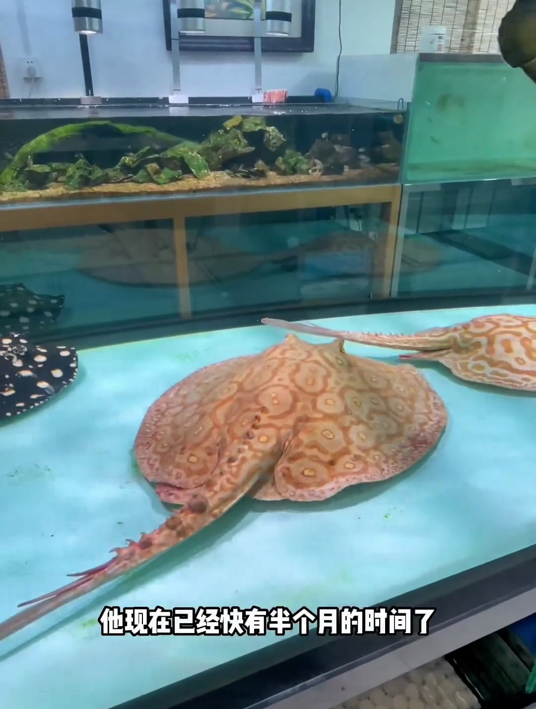 魟鱼 热带观赏鱼
