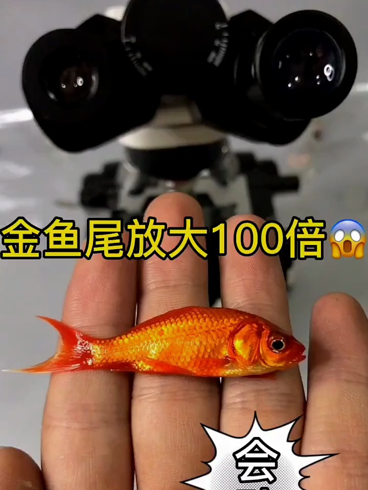 金鱼放大会怎样!