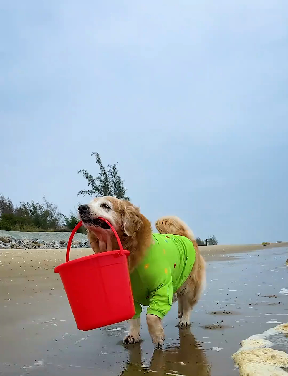 狗狗居然在海边抓到大红龙虾，这也太生猛了！