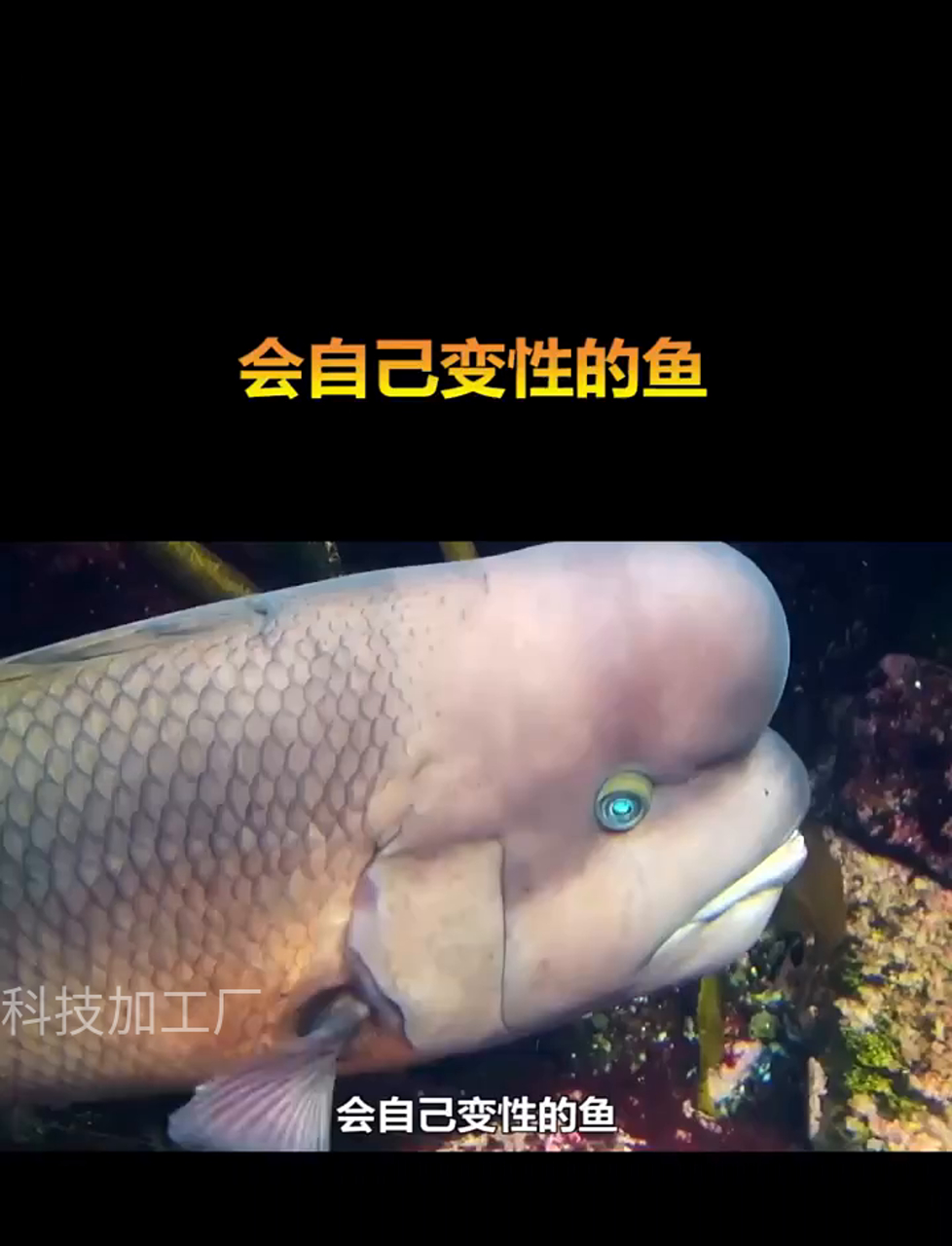 这鱼能自己变性别,你信吗?