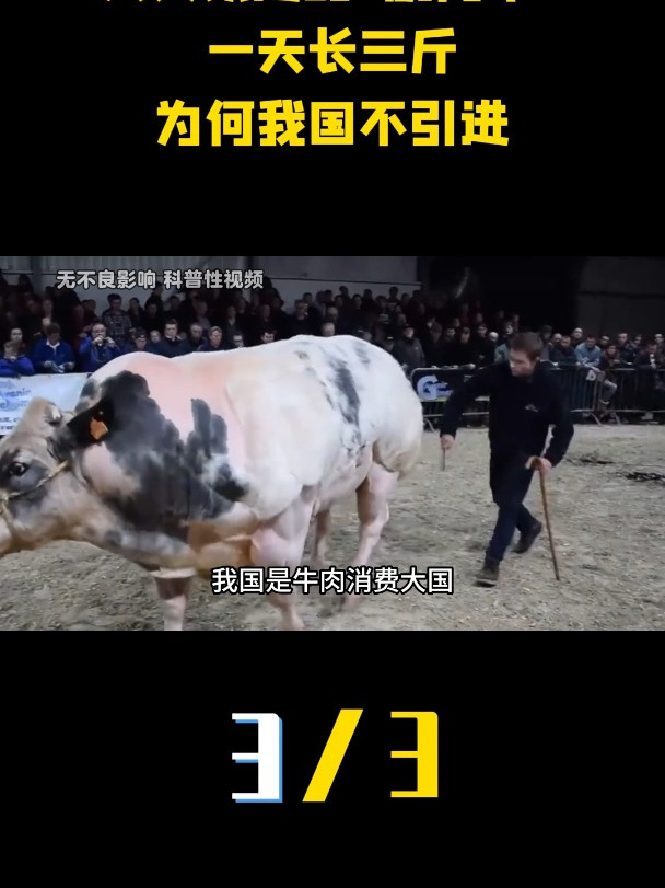 人类改造的“超级肌肉牛”,一天长三斤,为何我国不引进?(3)