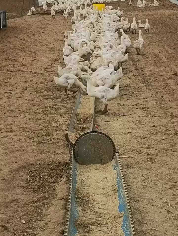 养鹅看懂粪便就能轻轻松松!