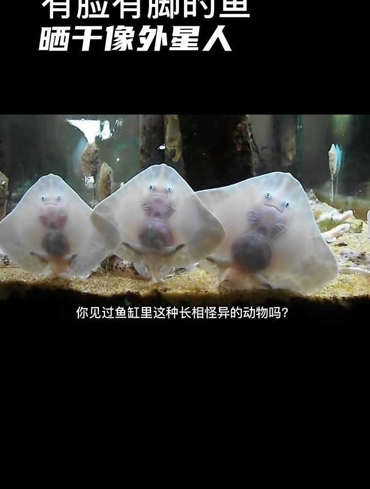 自带笑脸的魔鬼鱼,哈哈
