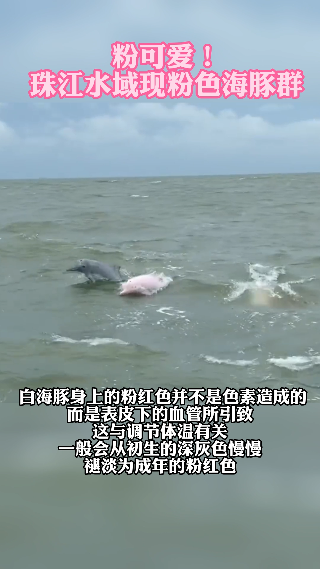 粉可爱!珠江水域现粉色海豚群