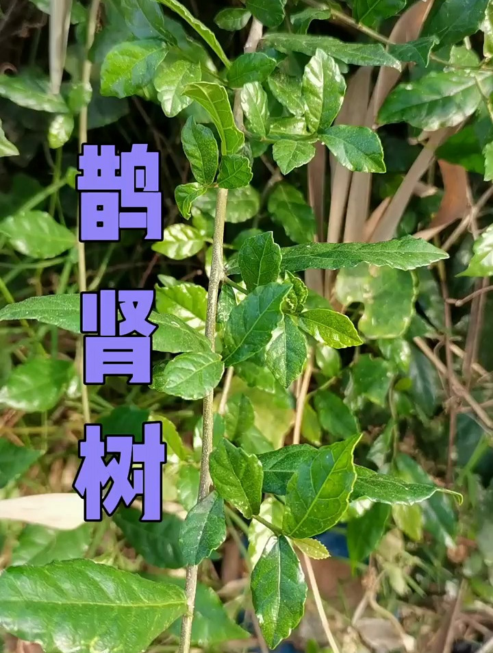 植物科普:鹊肾树又名鸡仔,你见过吗?你知道它的功效与作用吗?