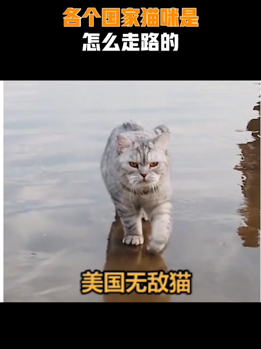 各个国家猫咪是,怎么走路的