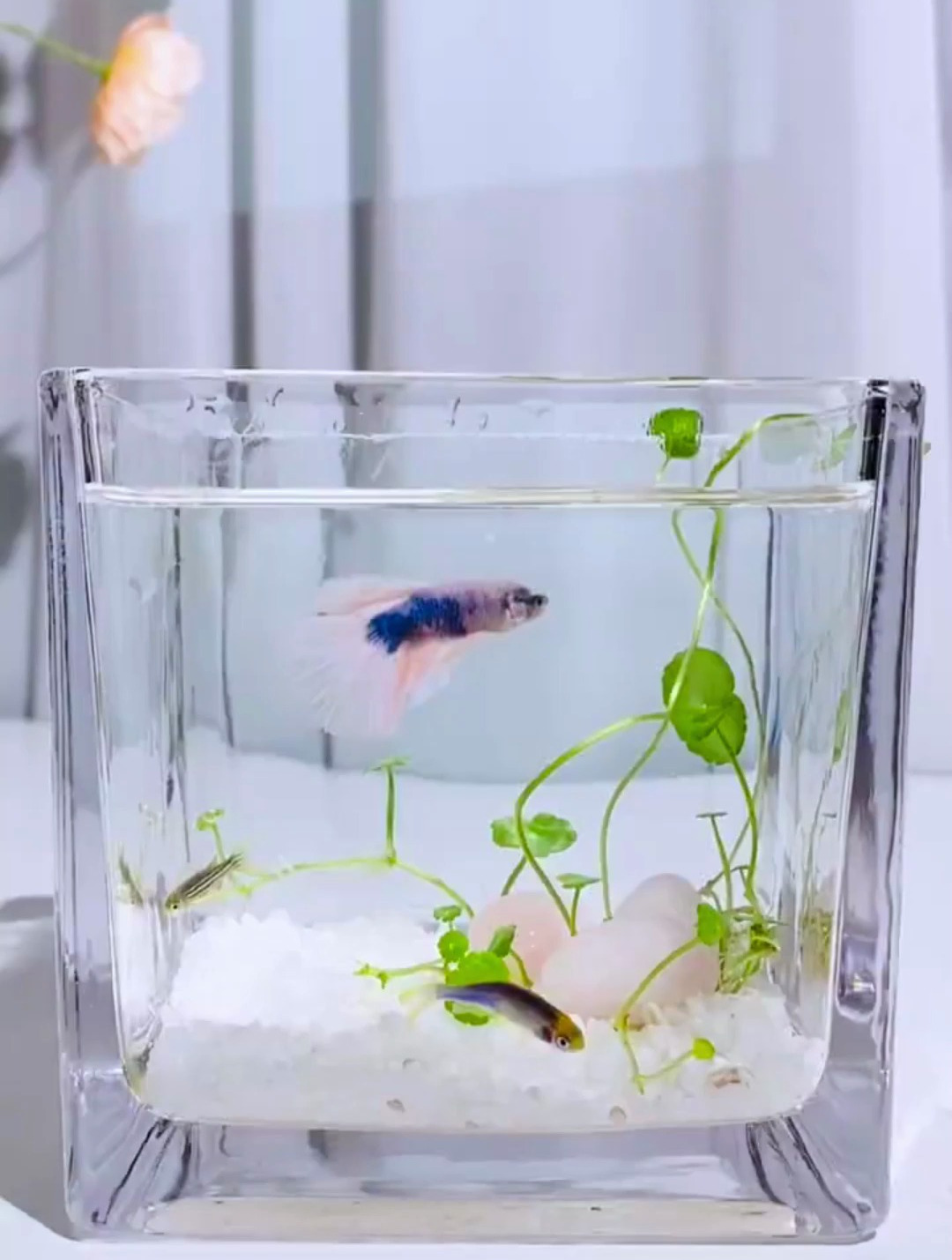 铜钱草布景竟然这么简单?这也太好看了!