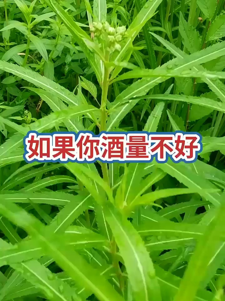 今天分享扯根菜,喜欢的加个关呀