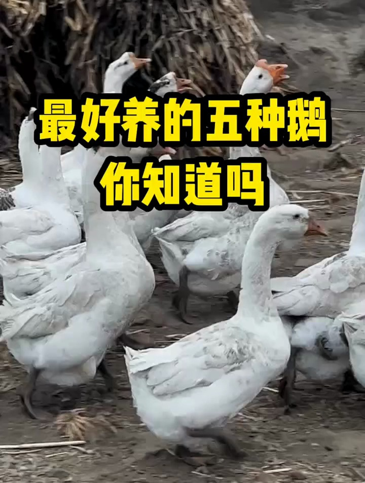 最好养的五种鹅,你知道吗?