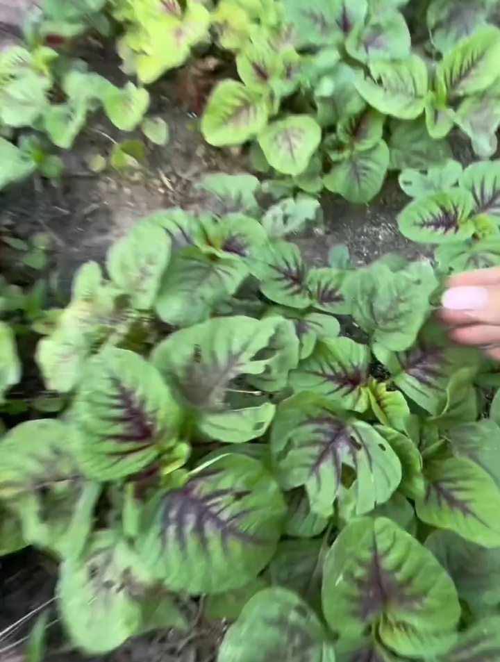 用了4年前自留的苋菜种子种出来的红苋菜,真是太意外了