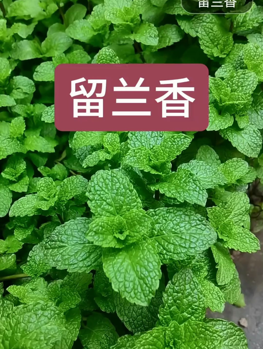 留兰香,别名鱼香菜,你认识这个草吗?