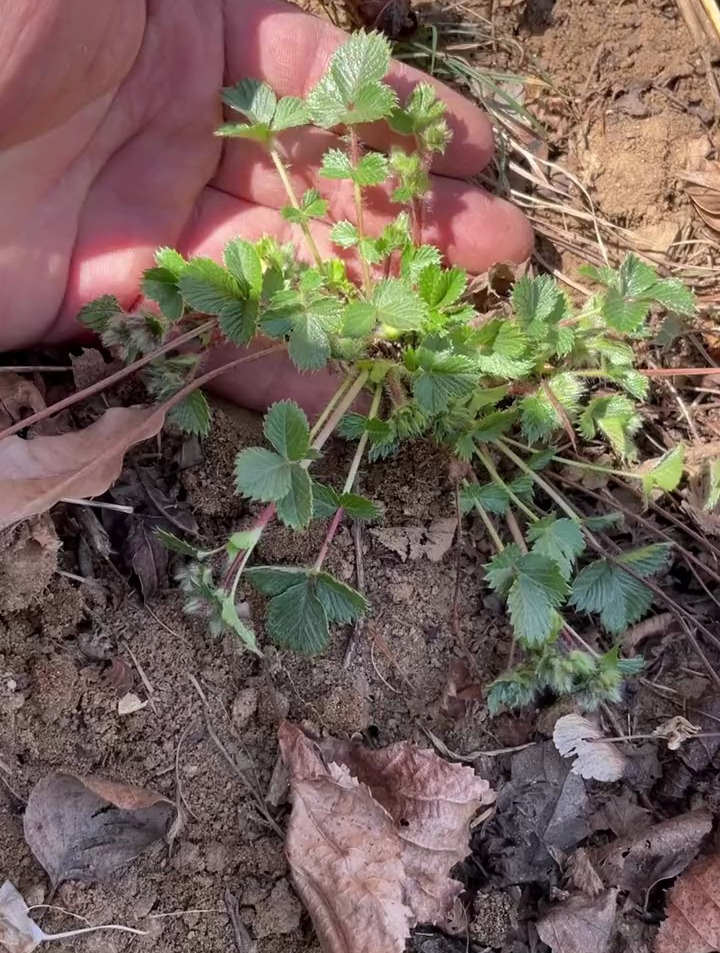 委陵菜,它除了当野菜,还能干嘛用的知道吗
