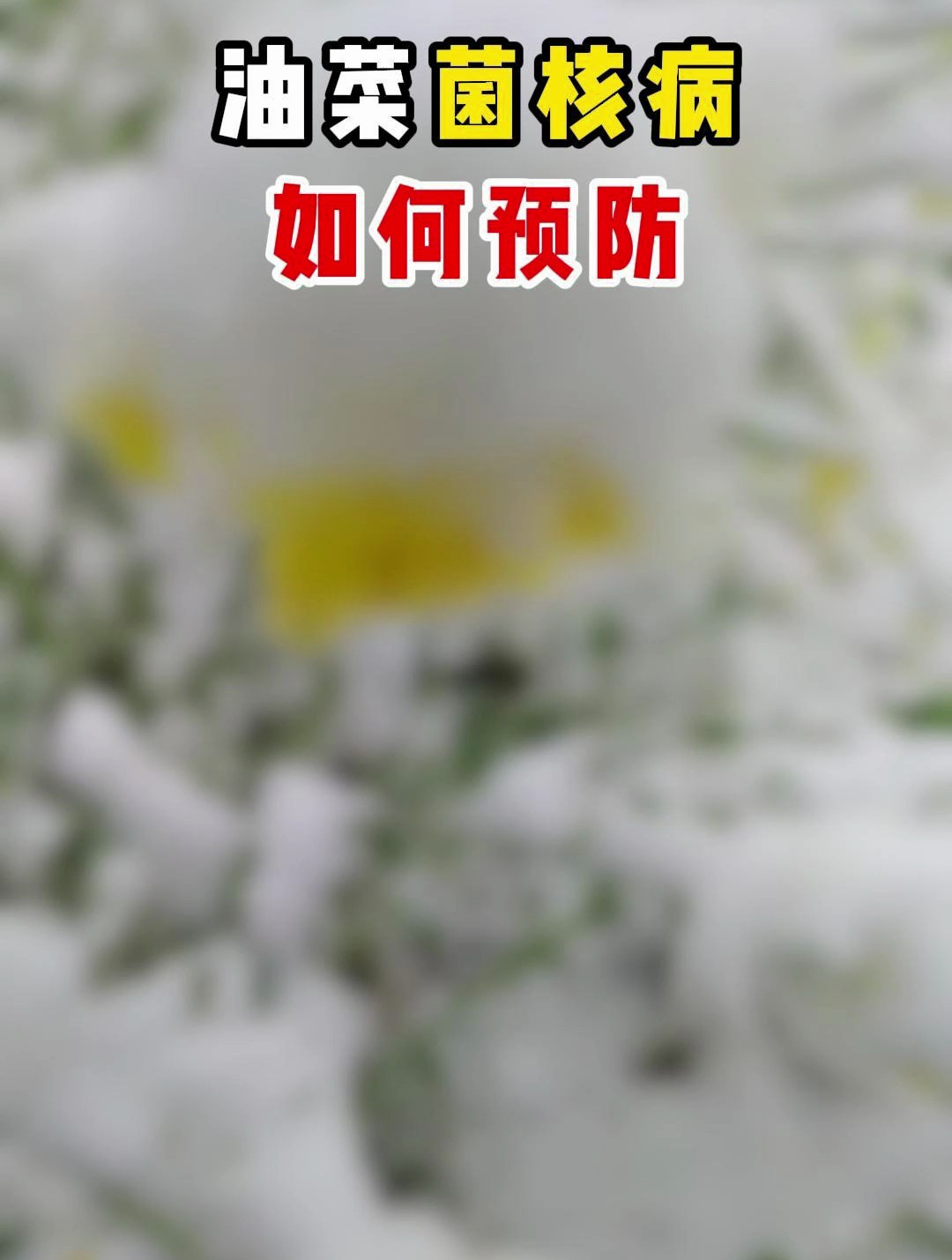 一个视频告诉你油菜菌核病如何防治