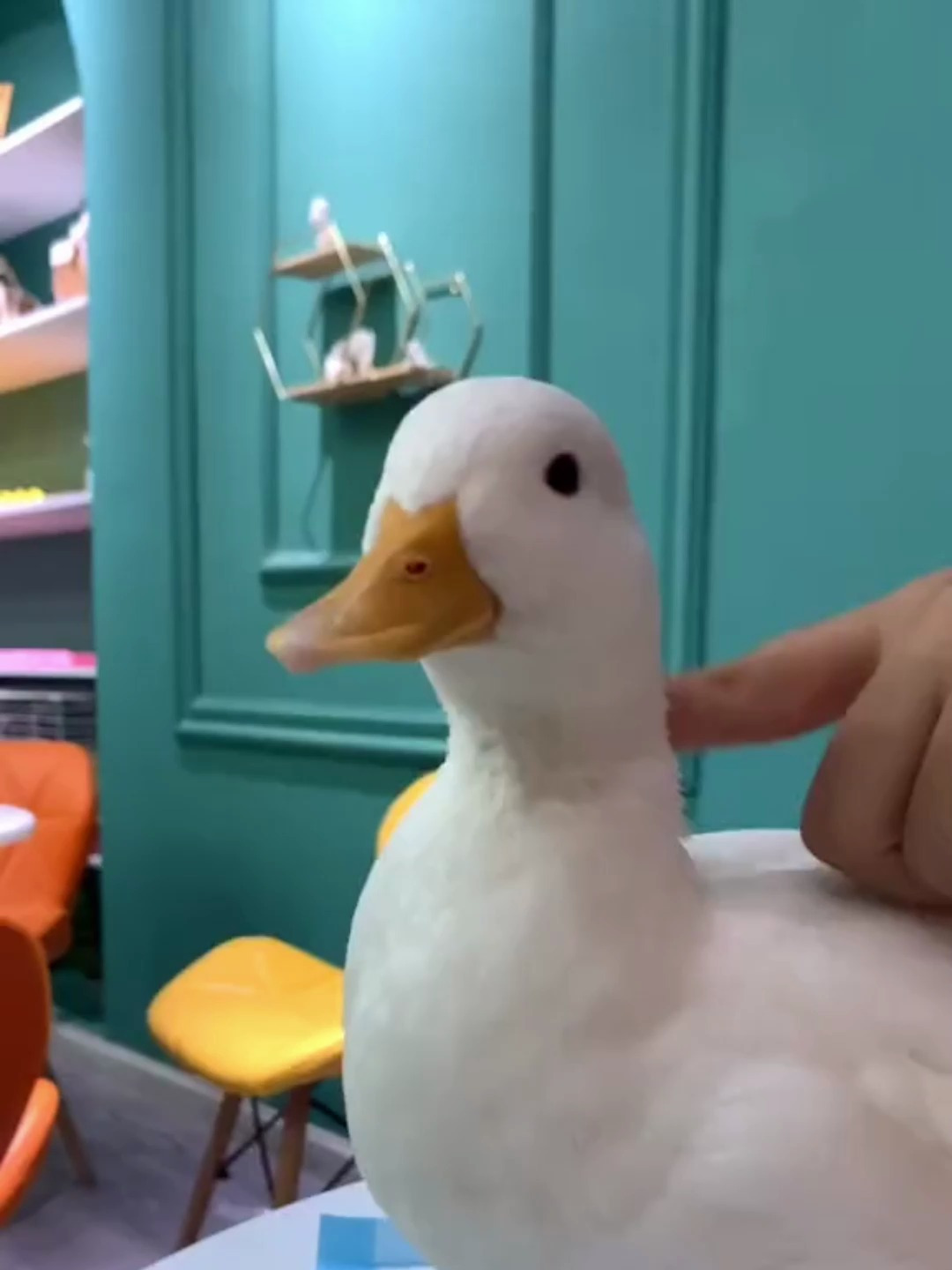 1W多一只的网红 柯尔鸭 来我大 唐山 啦!快来玩鸭!