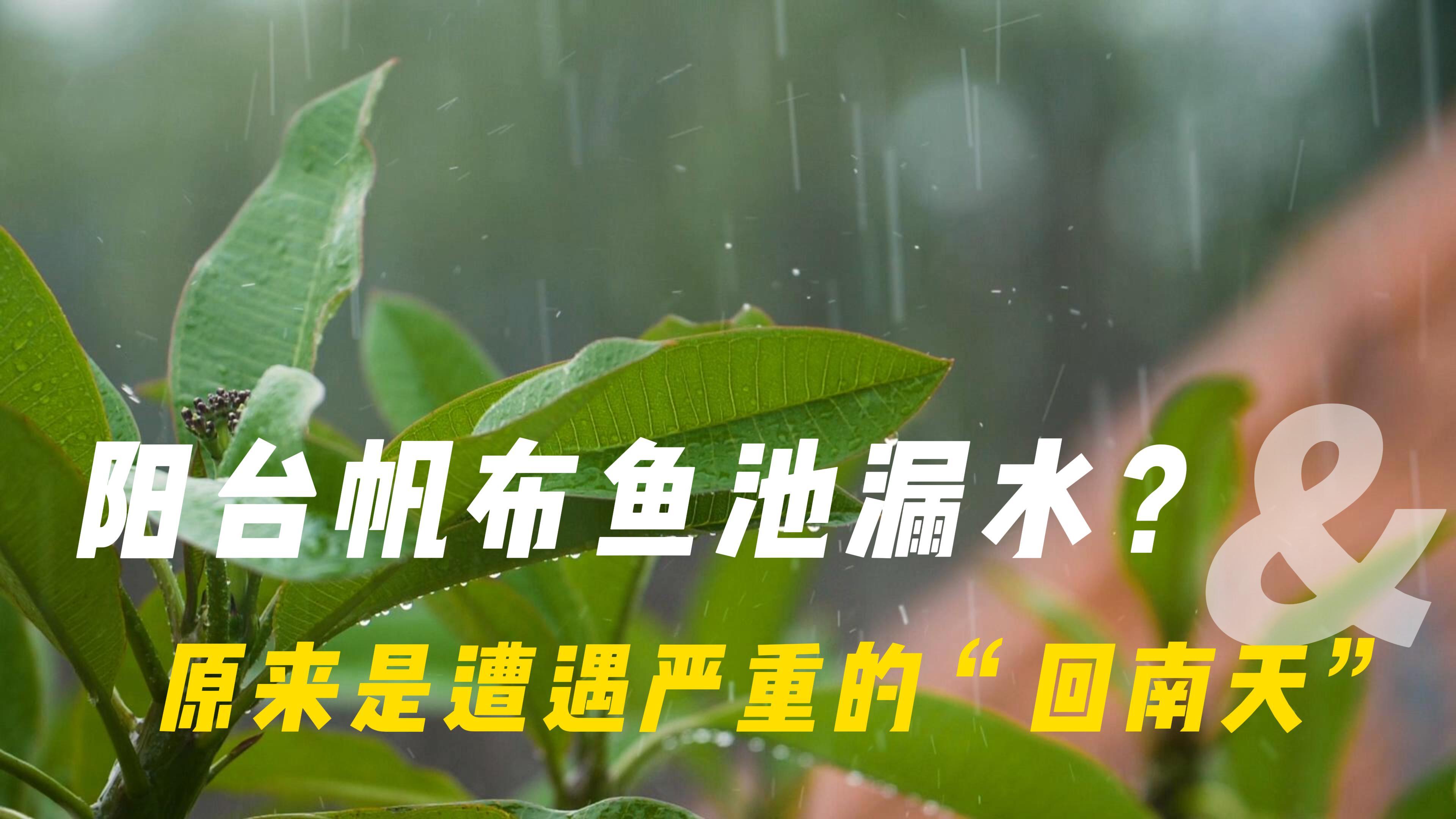阳台帆布鱼池漏水?原来遭遇严重的“回南天”
