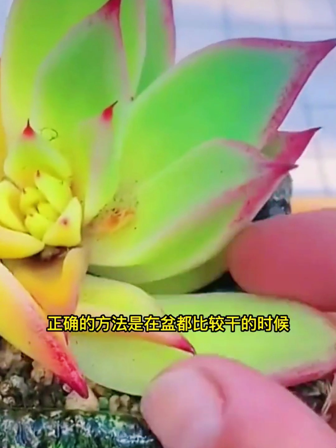 夏天多肉到底该怎么浇水?正确的方法实在是太重要了!