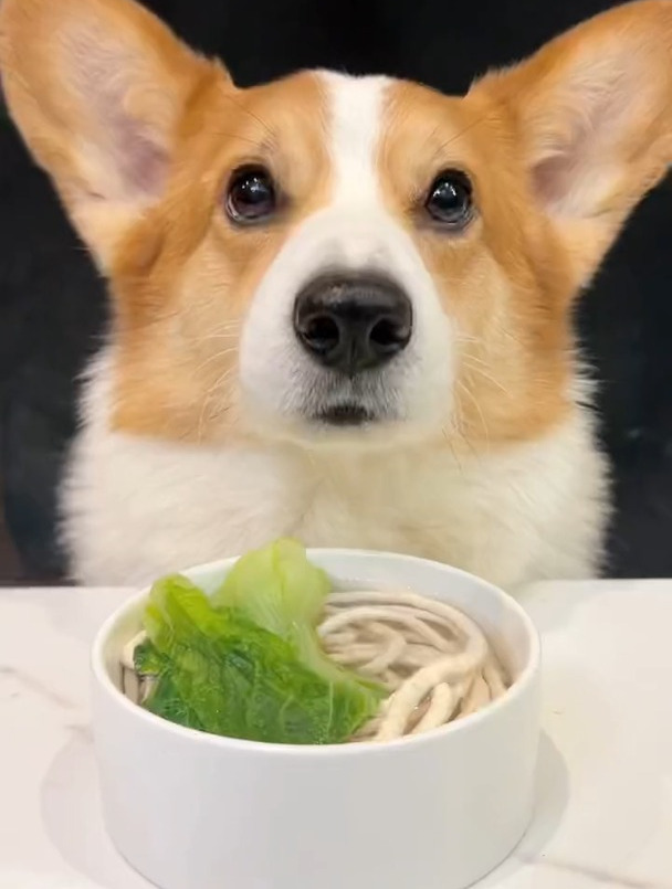 柯基犬嗦小白菜鸡肉面条
