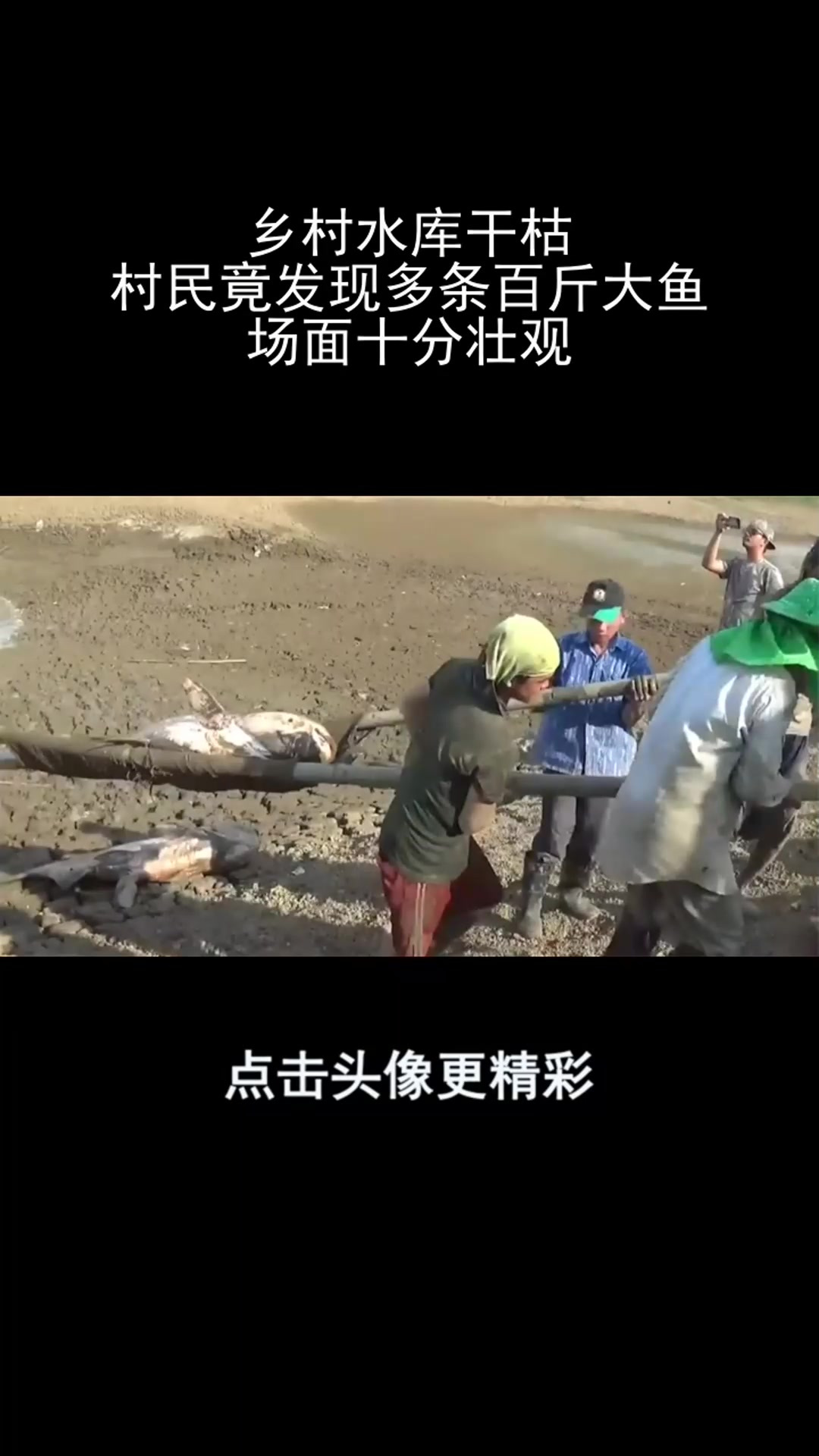 乡村水库干枯,村民竟发现多条百斤大鱼,场面十分壮观!