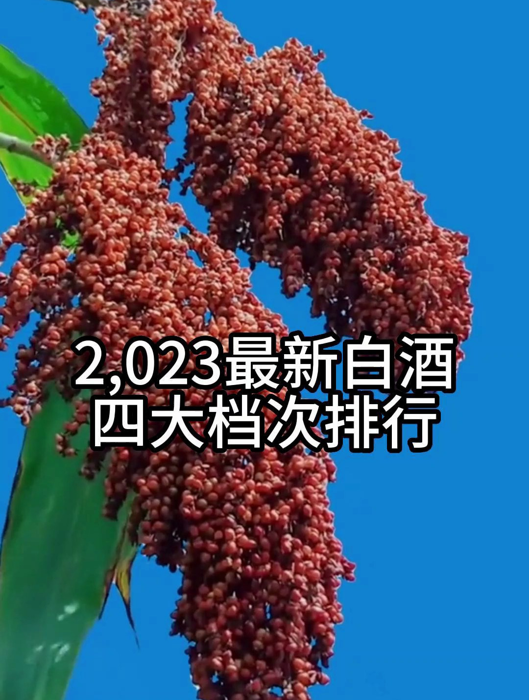 你日常喝的酒是什么档次?