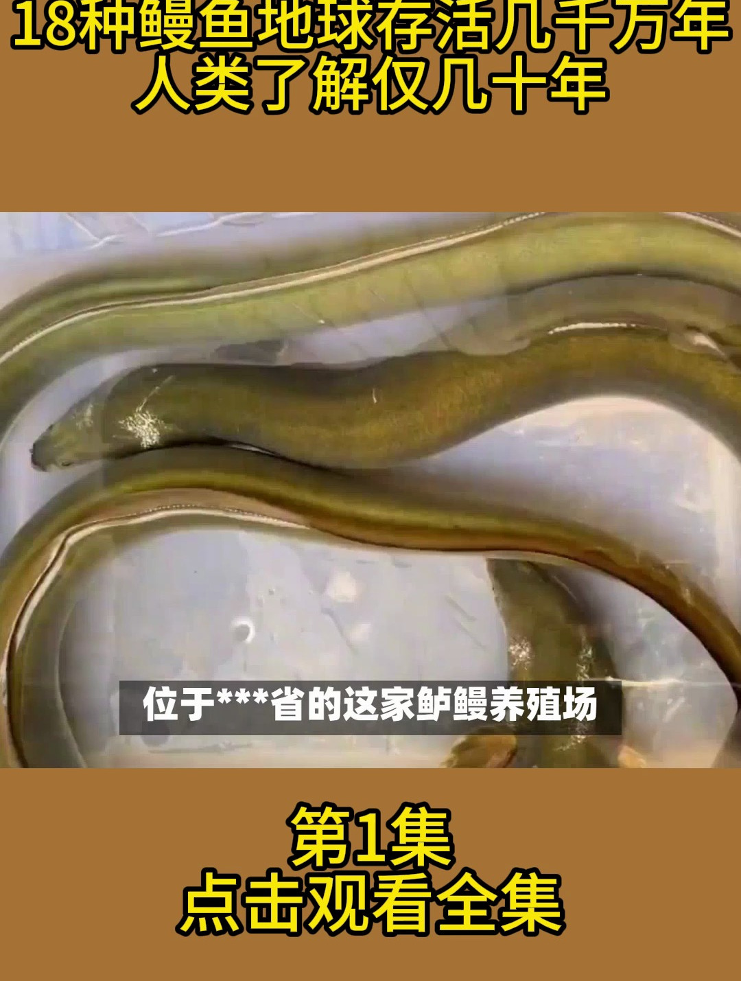 18种鳗鱼地球存活几千万年,人类了解仅几十年