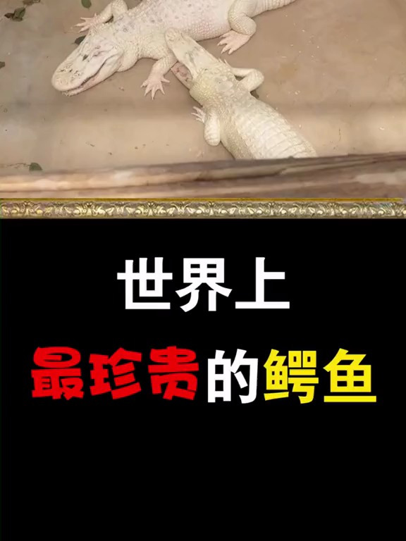 纯白色的鳄鱼你有见过吗?鳄鱼 白色鳄鱼 世界之最