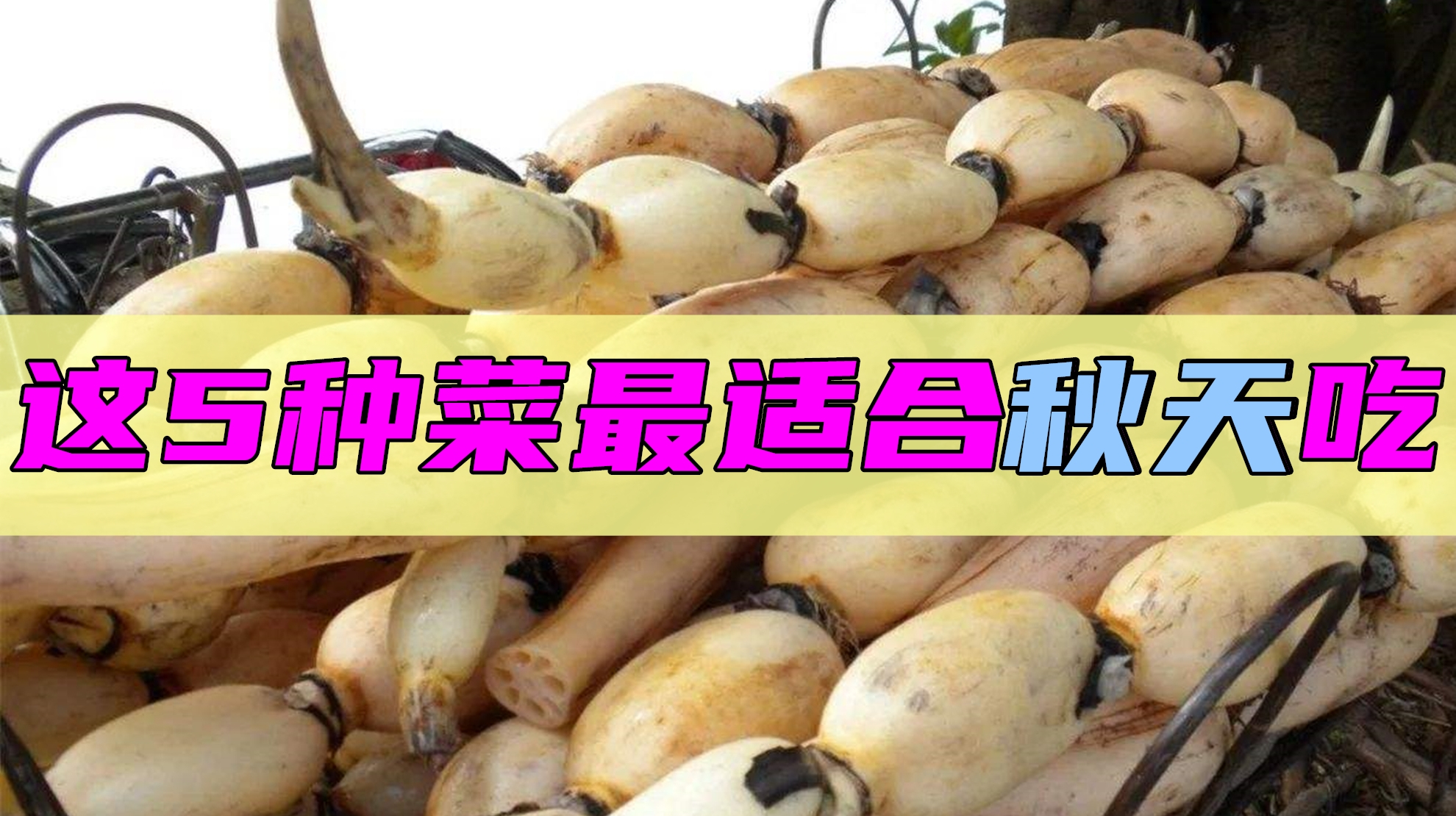 秋天蔬菜大排行,这5种蔬菜都是秋季最佳,功效多又好!