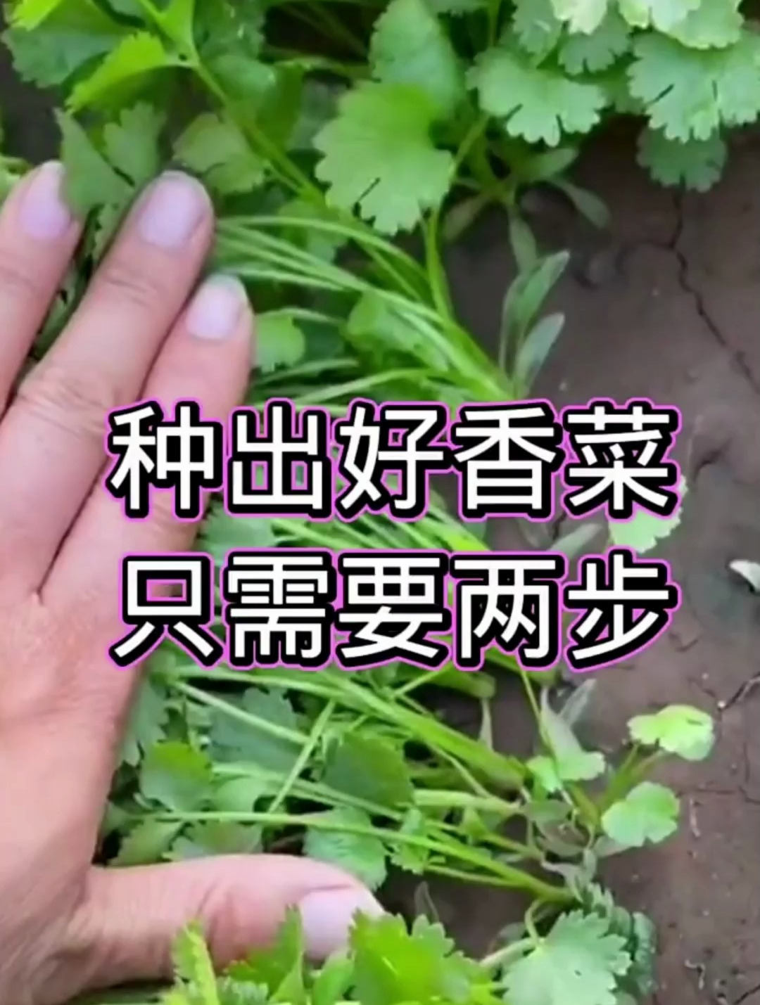 种出好香菜,只需要两步