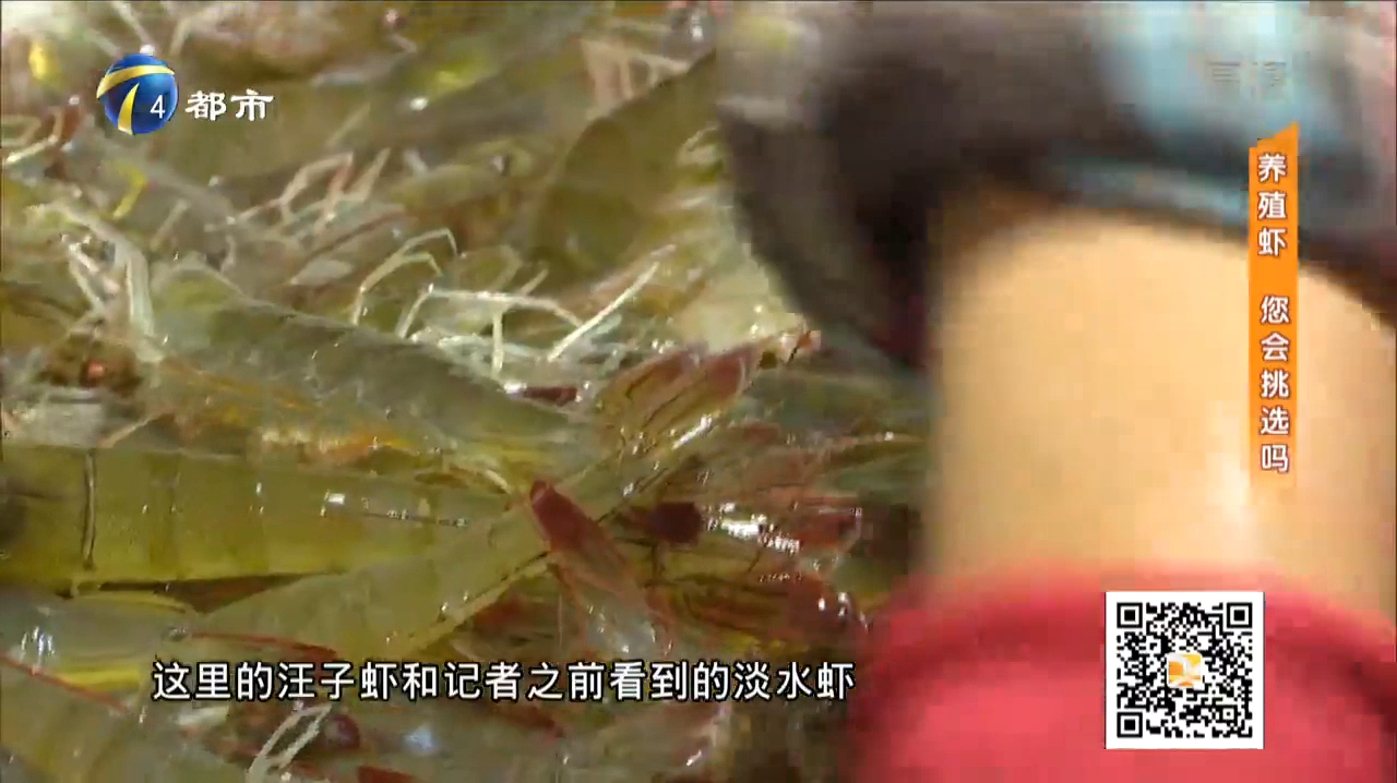 养殖虾,你真的会挑吗?