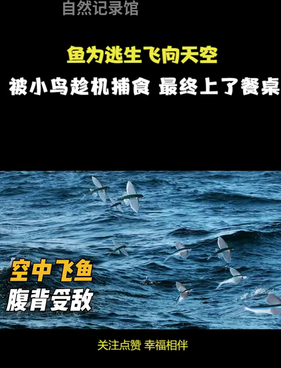 鱼儿跳龙门想逃命,结果被鸟逮个正着,最后变成盘中餐,笑翻天的解说