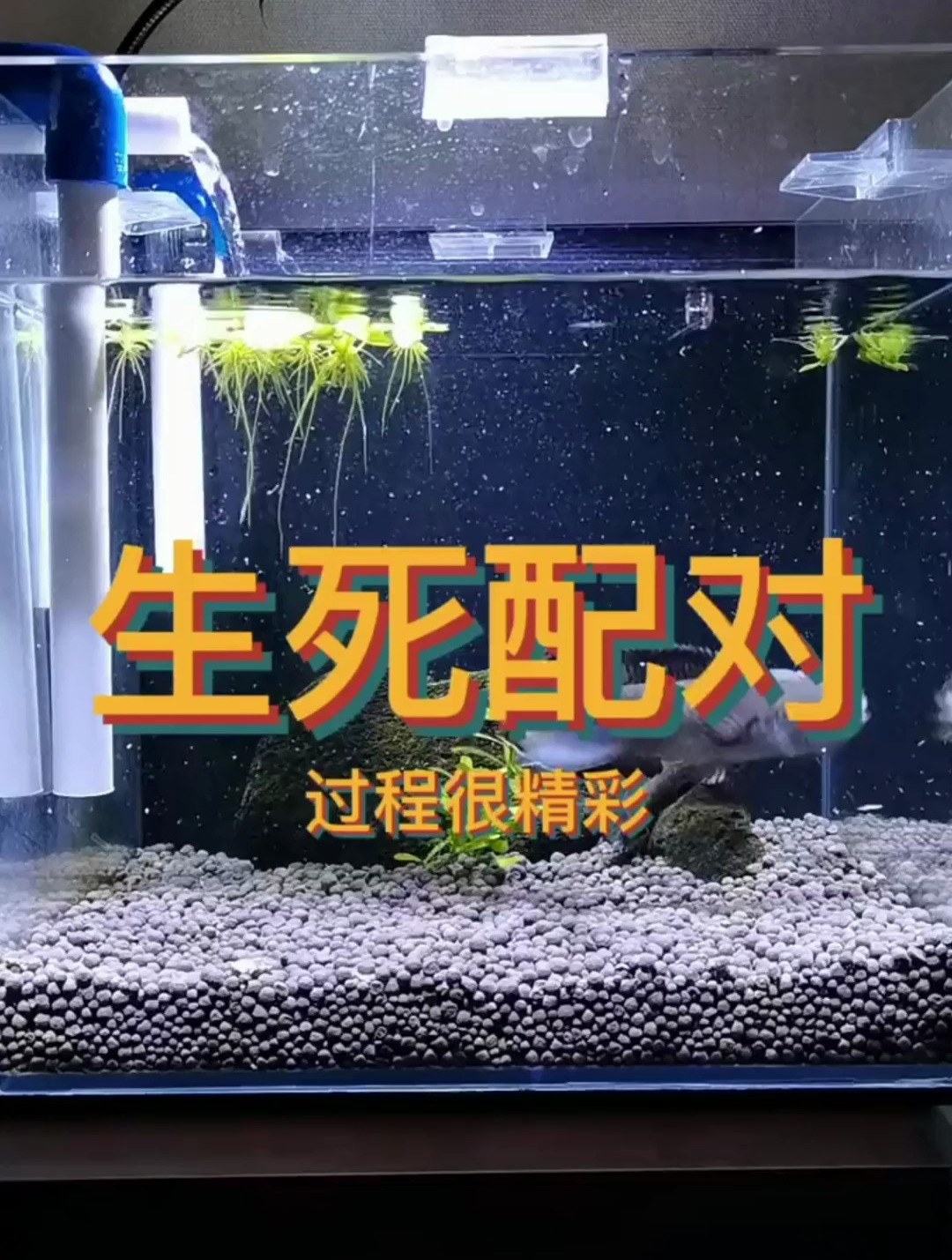 你见过雷龙配对吗？往死里打，草缸玩家表示没见过的精彩场面~