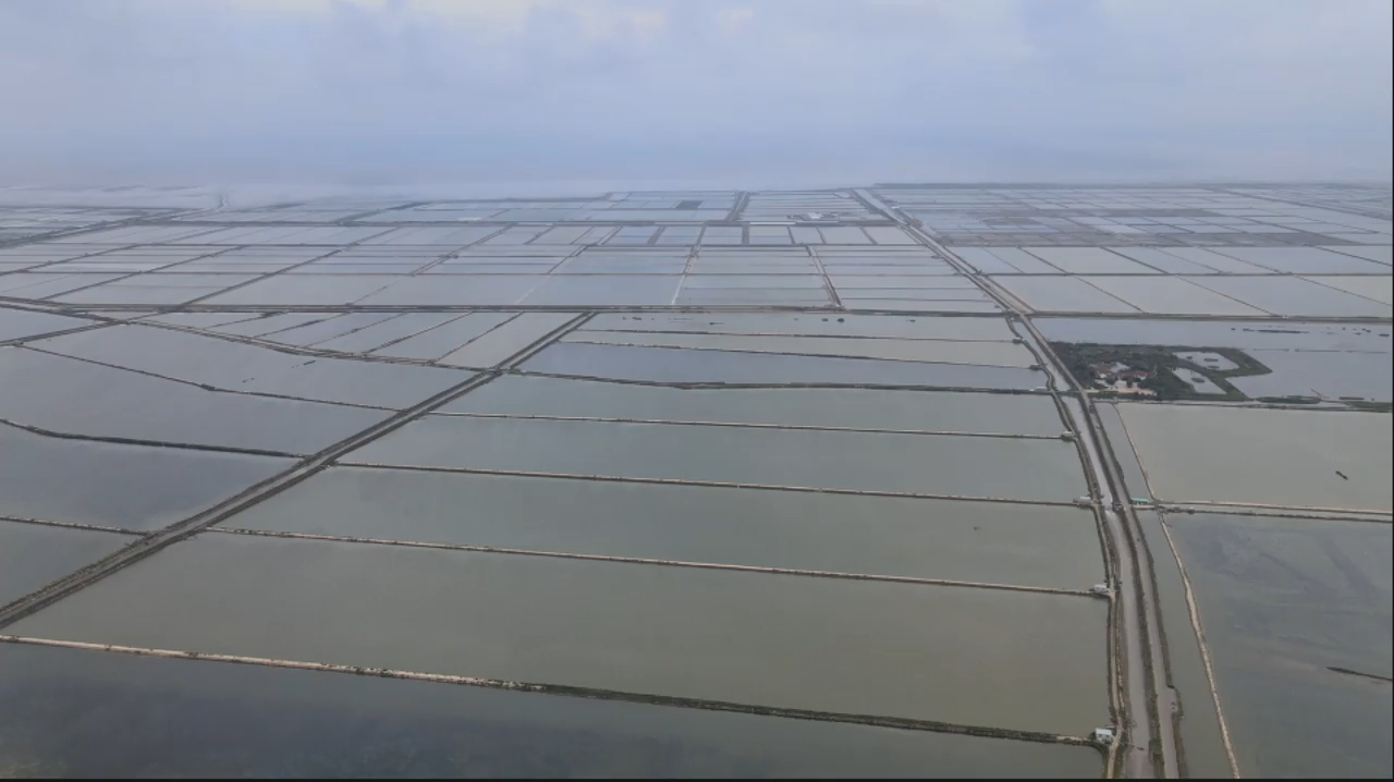 航拍青岛8000亩虾池!承包300亩,年纯收入超百万