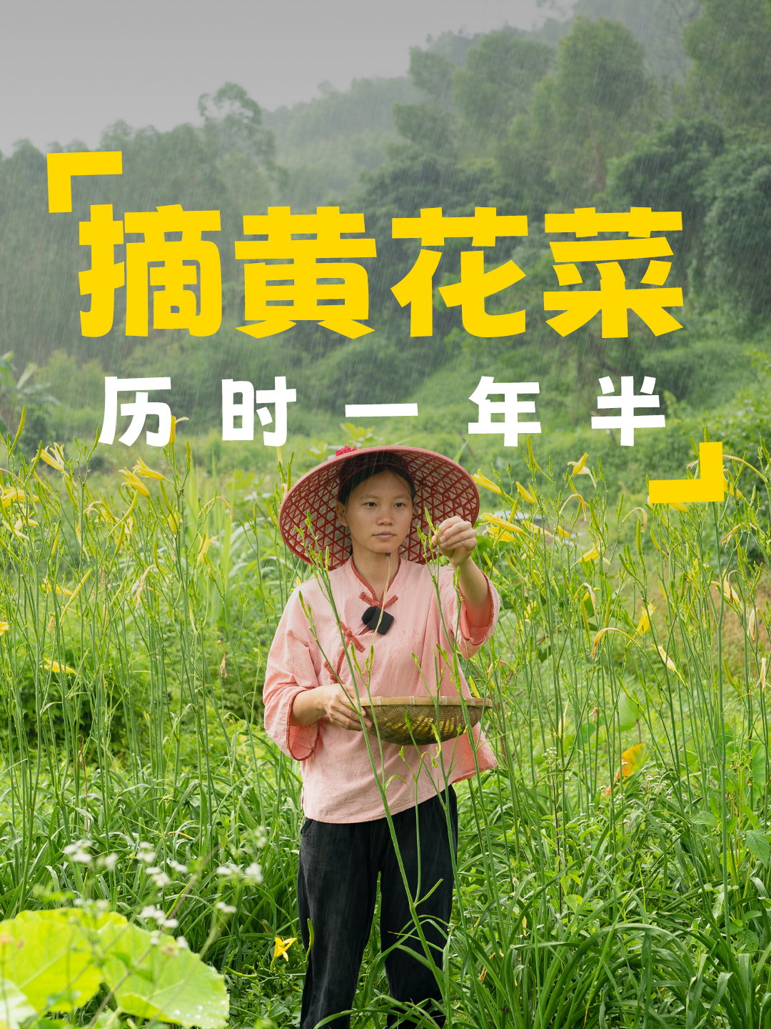 历时一年半,从种植到收获,自己种的黄花菜大丰收,用来炖鸡汤香