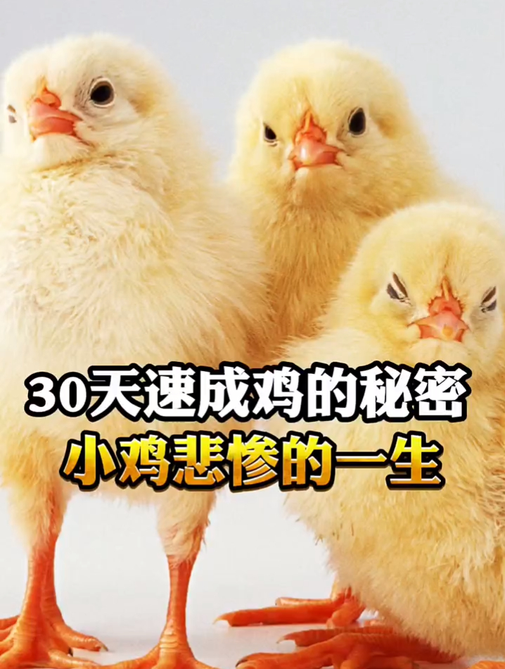 速成鸡的秘密,小鸡悲惨的一生