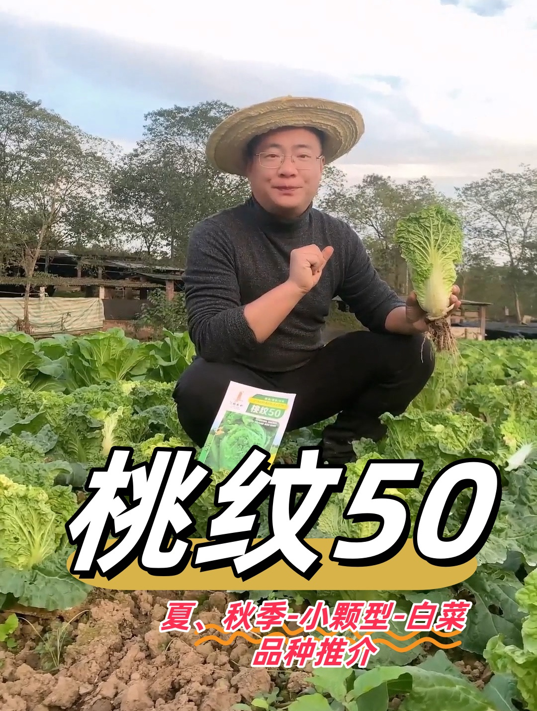 核桃纹白菜-桃纹50-品种推荐