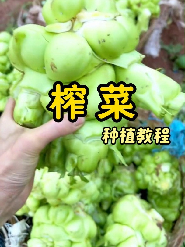 精准榨菜种植教程,高产不是梦