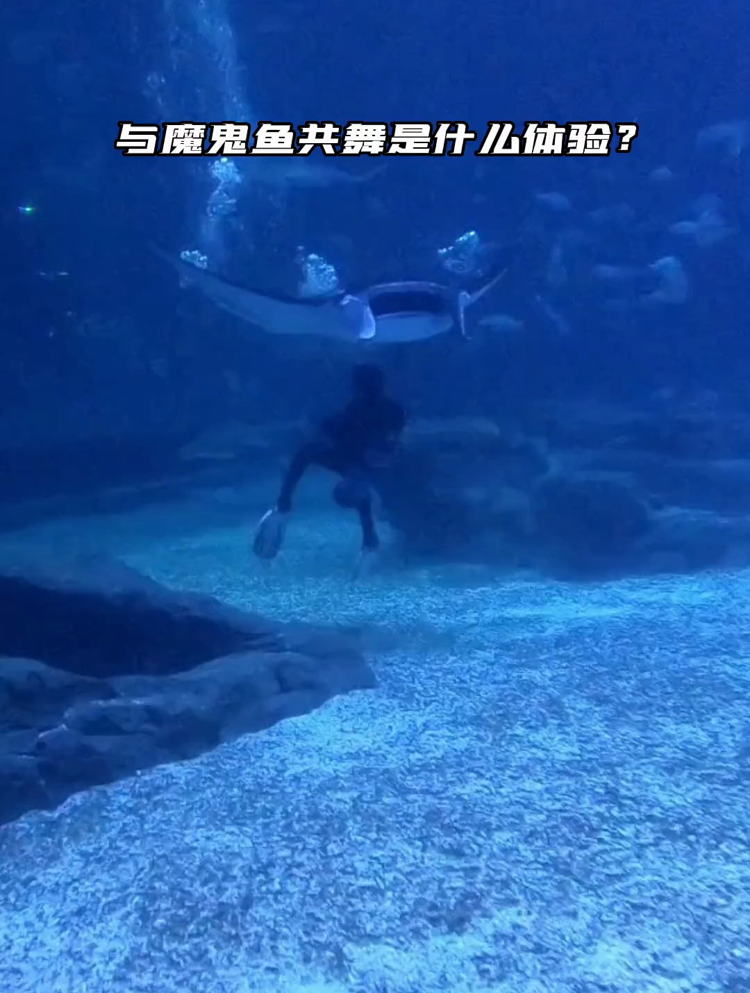 问题来了:魔鬼鱼的学名是?