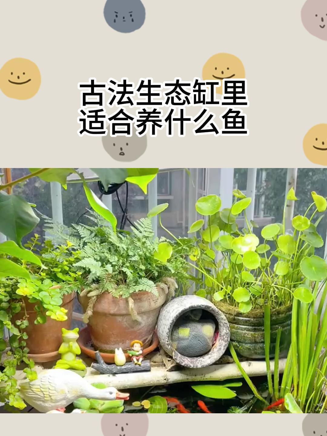 古法生态缸里适合养什么鱼?