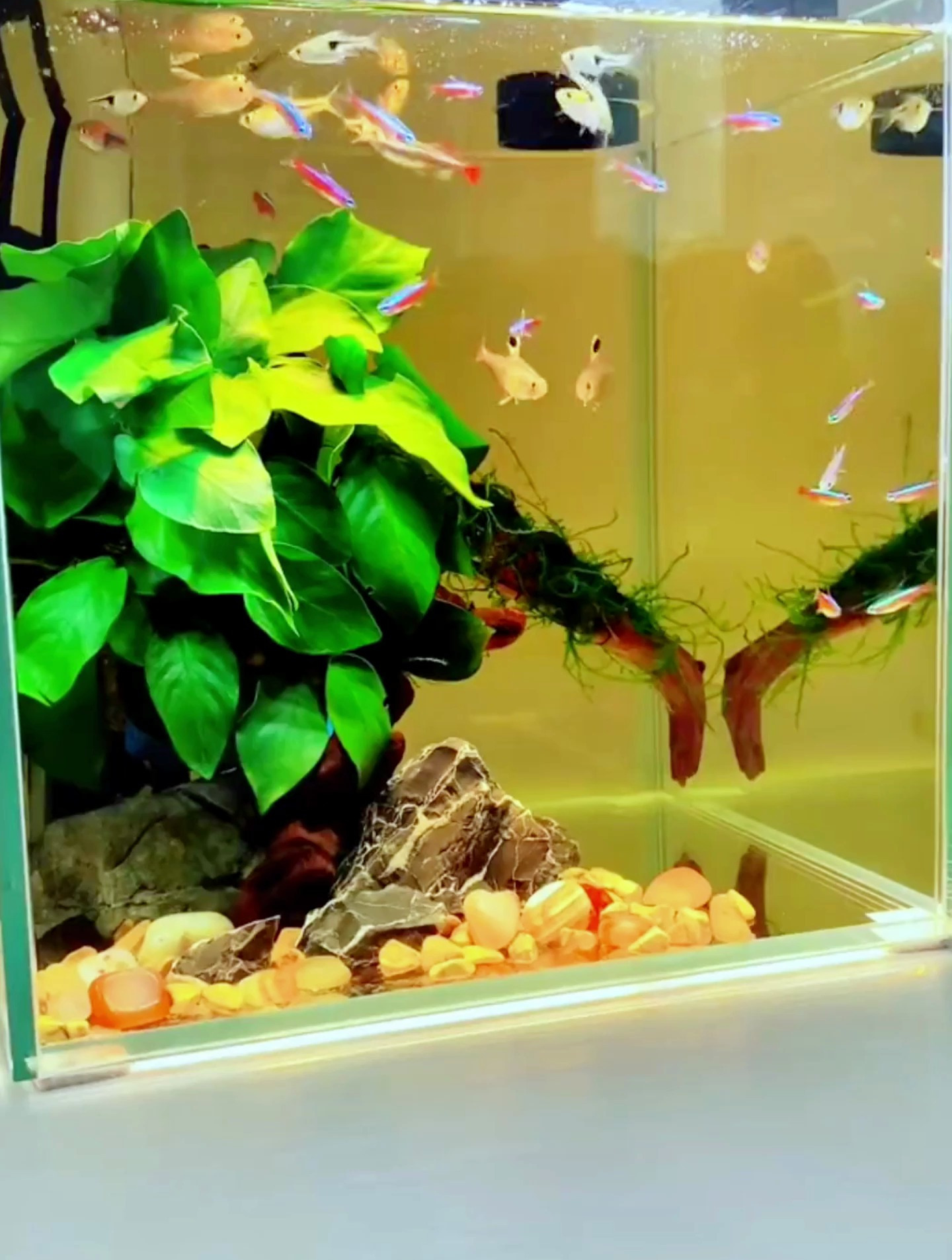 不知道怎么给鱼缸消毒?看看专家怎么做