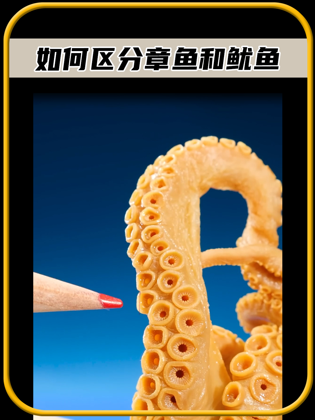 你知道吗,章鱼和鱿鱼章鱼有什么不同之处,值得一看