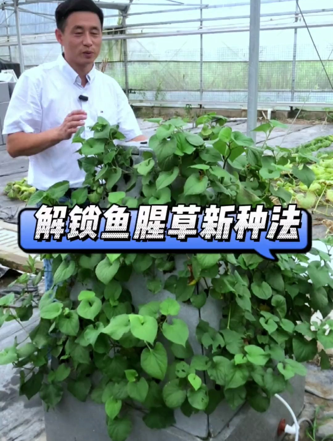 解锁鱼腥草新种法,新吃法。发挥气雾栽培的优势