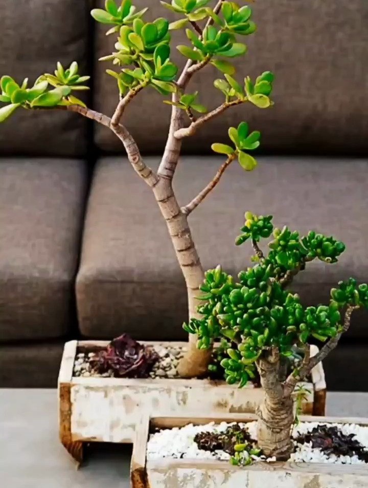 玉树,多肉界的战斗机。这根枝条就能生根