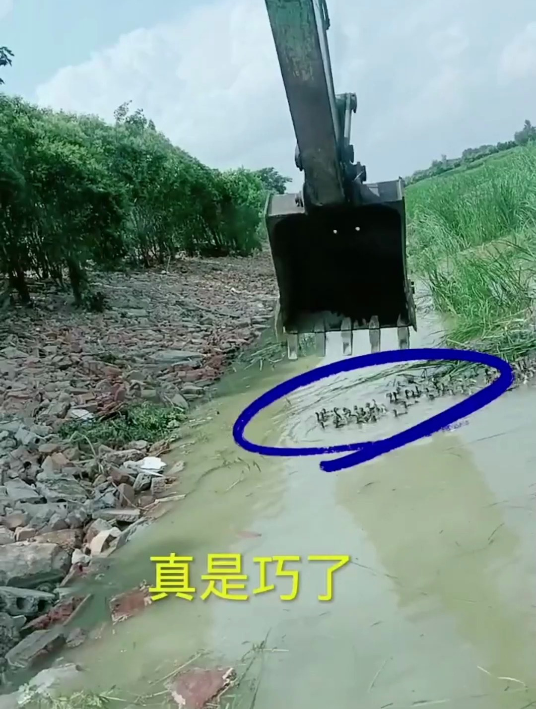 河边干活碰到一群小野鸭,本想带回家养起来,想想还是放生吧