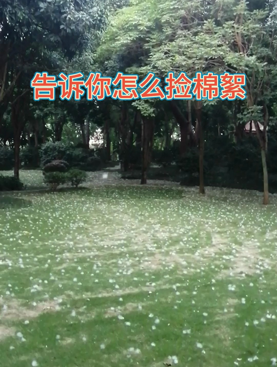 公园里,到处都是白色的棉絮,告诉你怎么捡