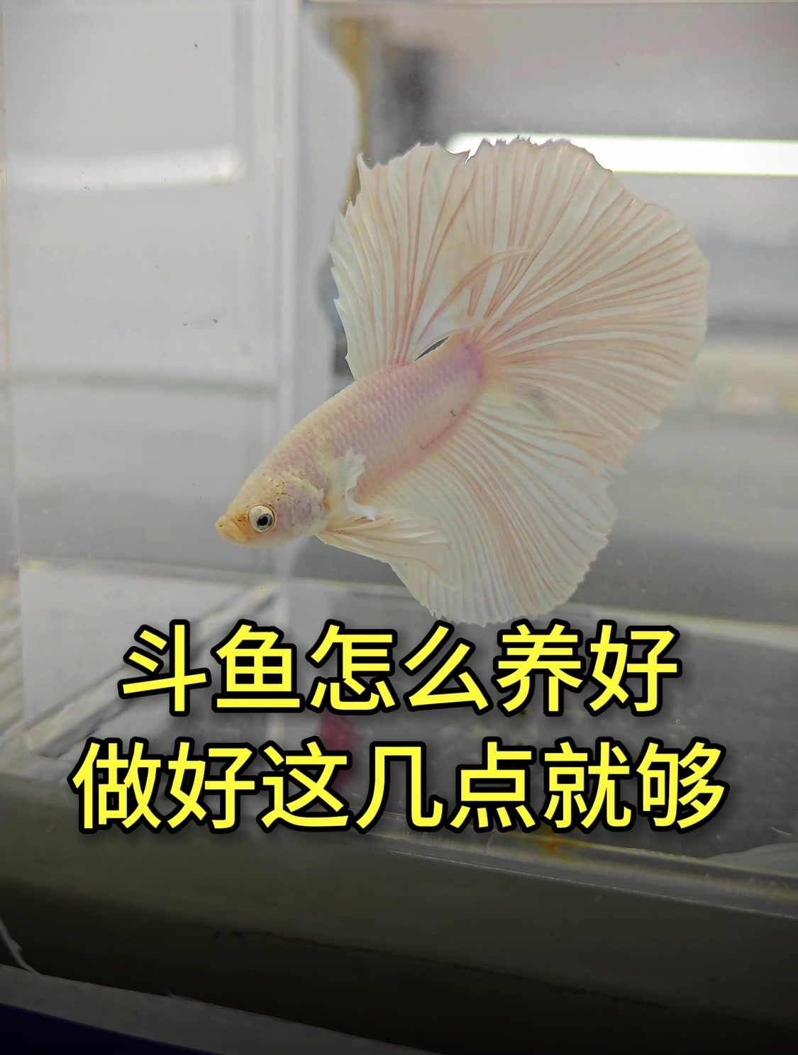 斗鱼怎么养?需要打氧和过滤吗?一个视频教你养好斗鱼