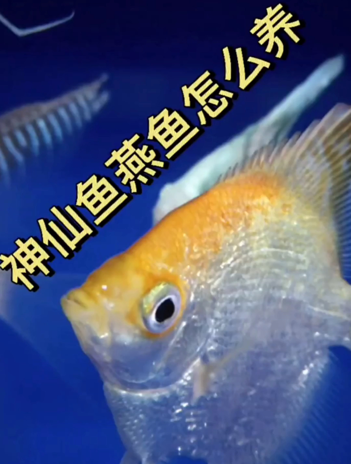 神仙鱼燕鱼怎么养?神仙鱼又名燕鱼,它喜欢什么样的水你知道吗?
