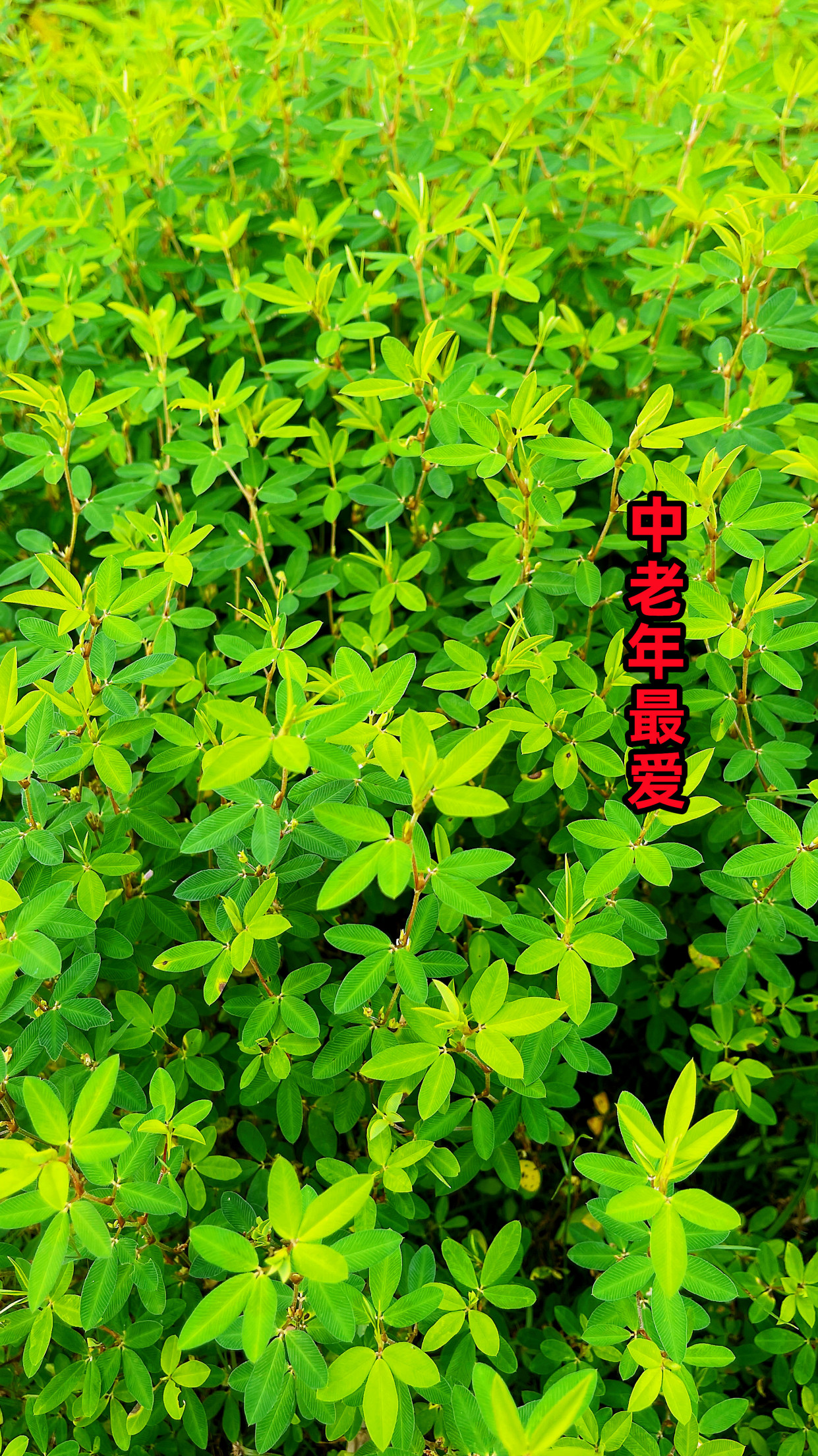 农村常见的植物鸡眼草,很多人当杂草,懂的人都会拔回家