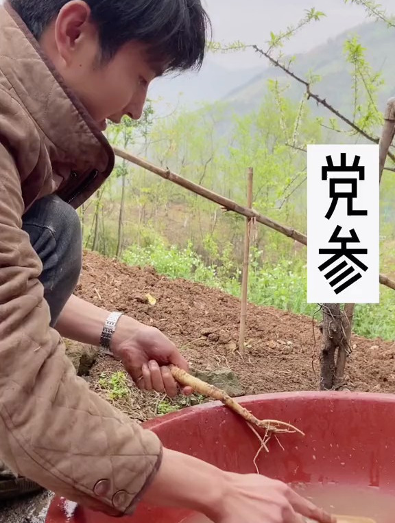 我咋感觉我们家鸡子,没有机会长大了