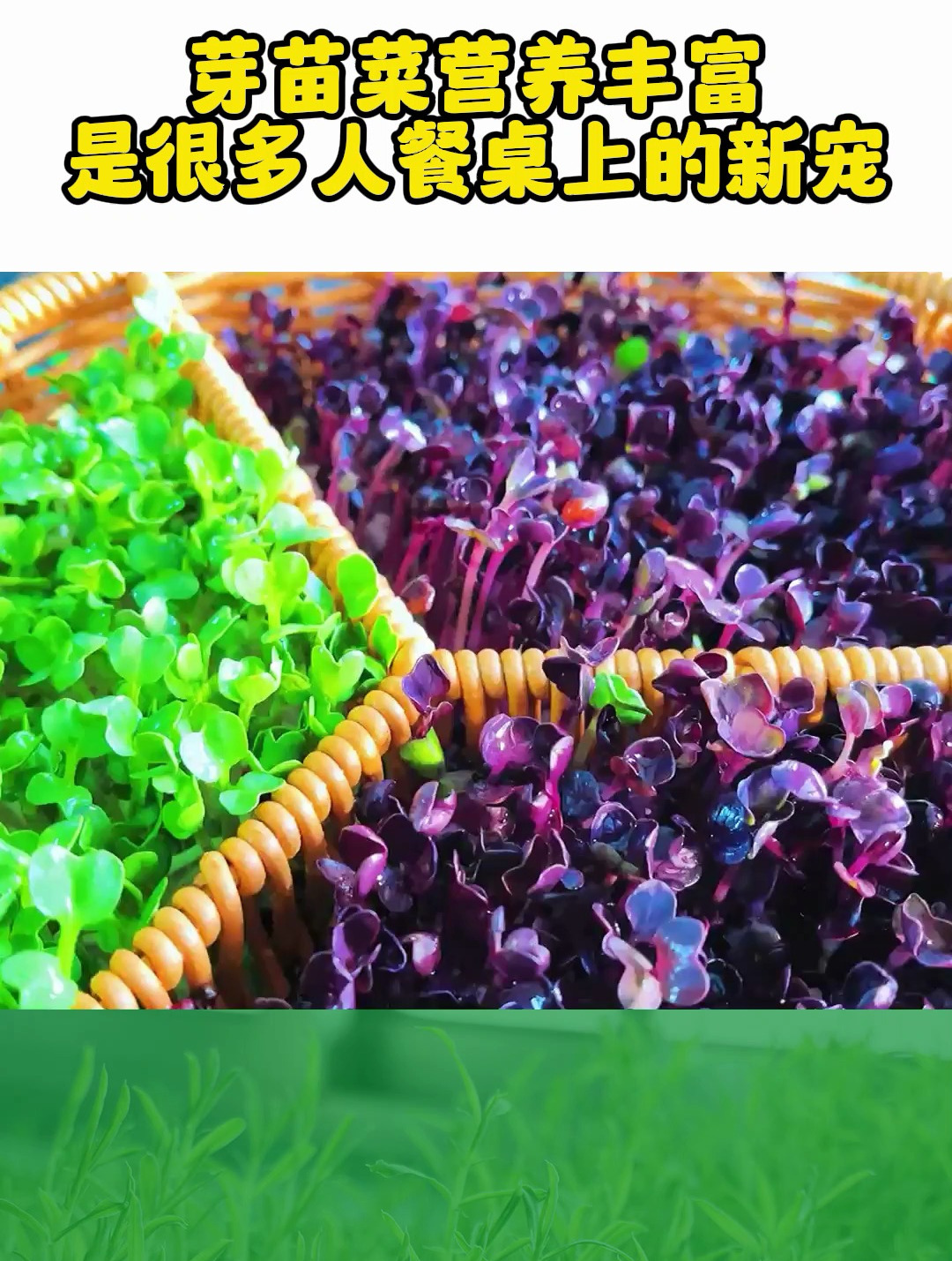 芽苗菜的营养丰富,很多人都喜欢,种植也简单