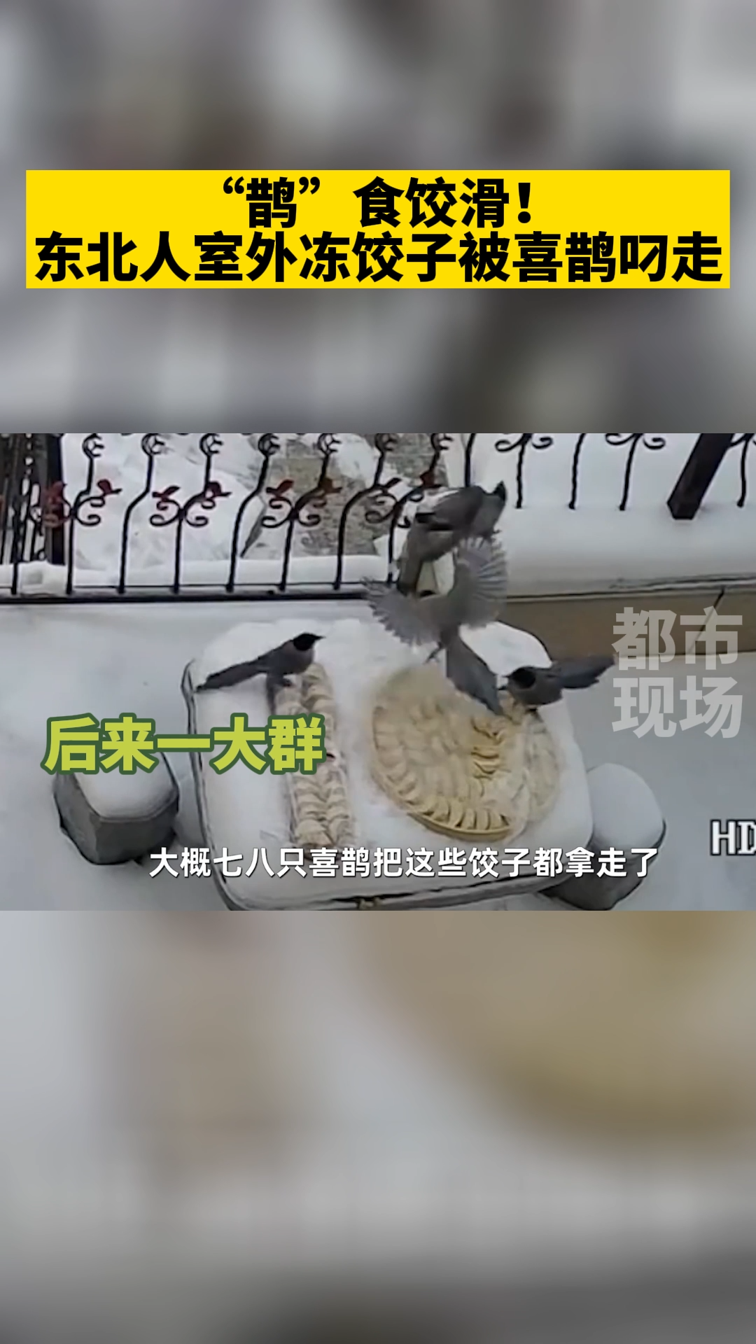 东北室外冻饺子被喜鹊叼走 喜鹊智商貌似还挺高 神操作 东北