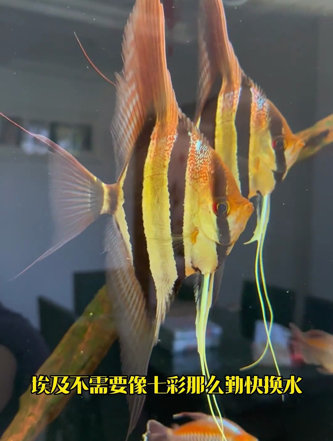 埃及神仙鱼真的不难养